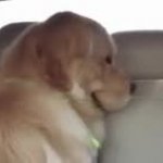 Smiling Evil Dog